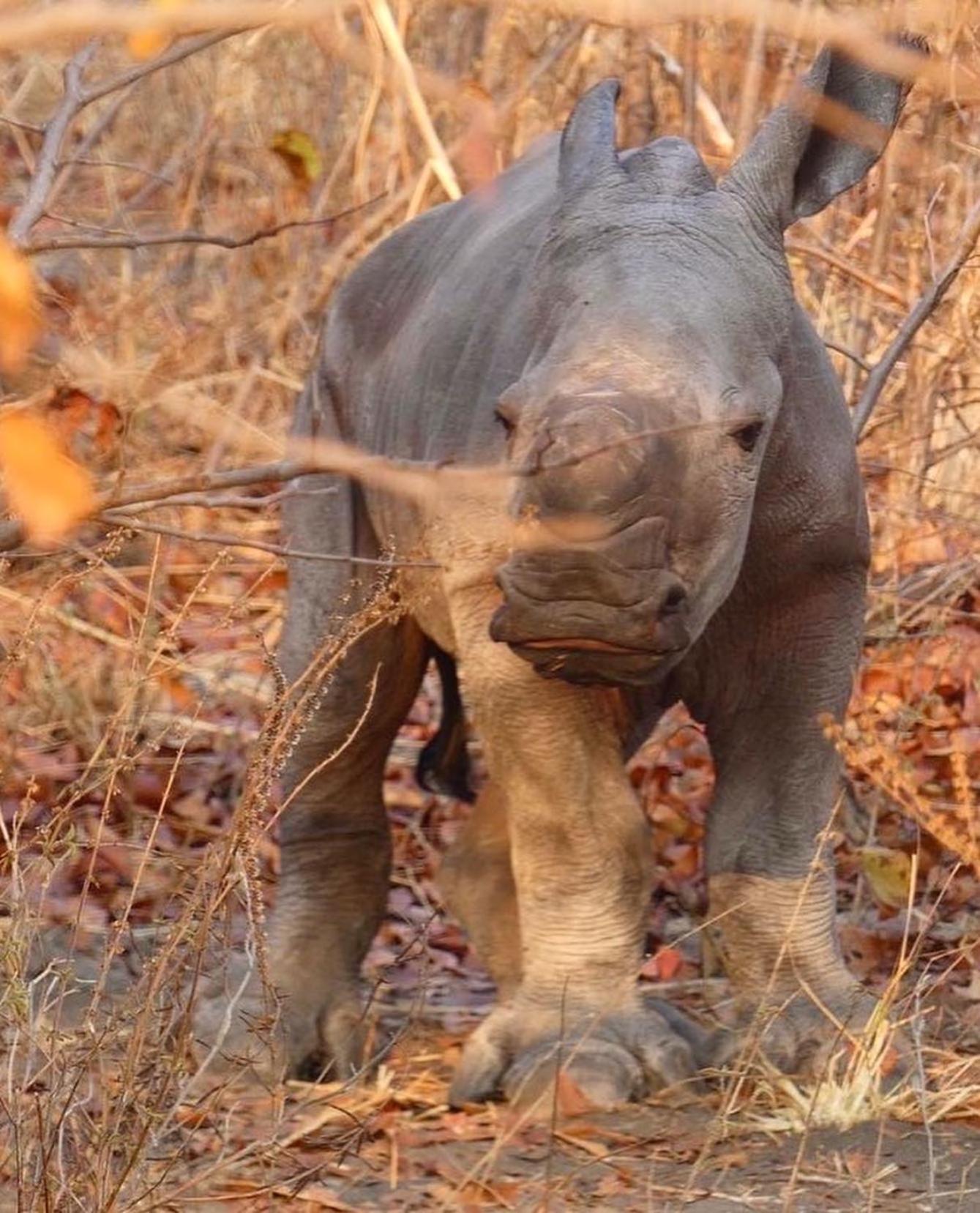 Appartamento Sukulu Reserve Livingstone Esterno foto