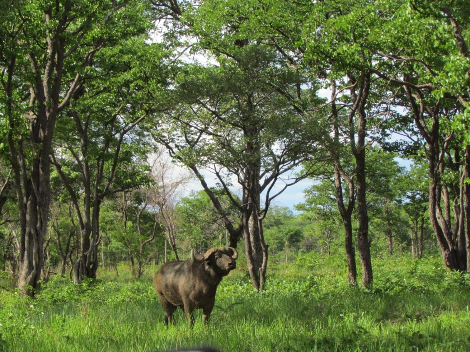 Appartamento Sukulu Reserve Livingstone Esterno foto